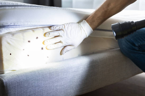 Best Insect Control  in Indian Hills, KY