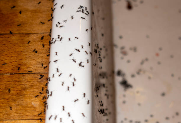 Best Best Pest Control Companies  in Indian Hills, KY