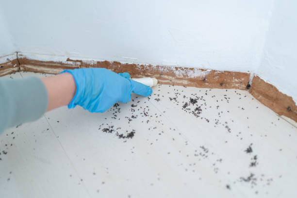 Best Affordable Pest Control Services  in Indian Hills, KY